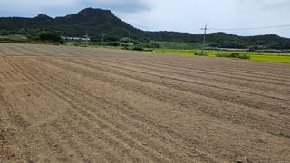 도초이삭님의 시금치 · 영농일지 작성글 사진