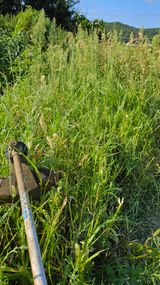 팜모닝 시금치·영농일지 게시글 이미지