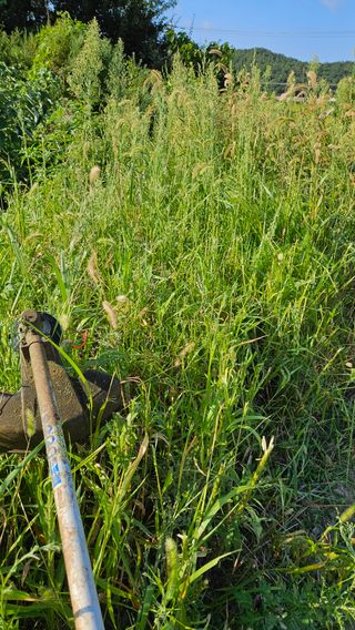 도초이삭님의 시금치 · 영농일지 작성글 사진