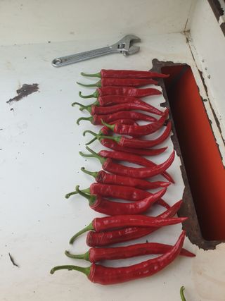 고추29286님의 배추 · 영농일지 작성글 사진