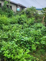 팜모닝 고구마·영농일지 게시글 이미지