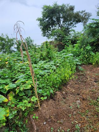 토다리 토종님의 고구마 · 영농일지 작성글 사진