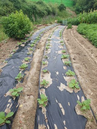 안지댁님의 배추 · 영농일지 작성글 사진