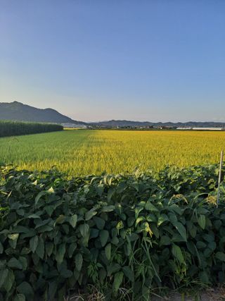 김영호님의 벼 · 영농일지 작성글 사진