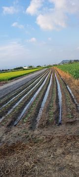 팜모닝 배추·영농일지 게시글 이미지