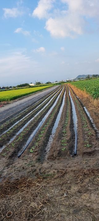 토마토11843님의 배추 · 영농일지 작성글 사진