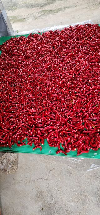 이종원님의 고추 · 영농일지 작성글 사진