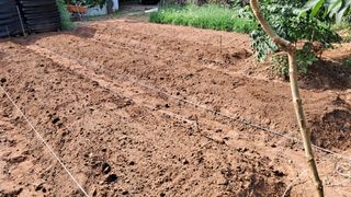 이규상님의 배추 · 영농일지 작성글 사진