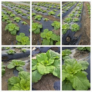 뿌리묘목농원님의 자유주제 · 자유게시판 작성글 사진