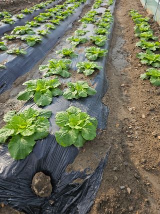 뿌리묘목농원님의 자유주제 · 자유게시판 작성글 사진