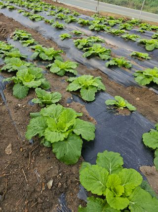 뿌리묘목농원님의 자유주제 · 자유게시판 작성글 사진