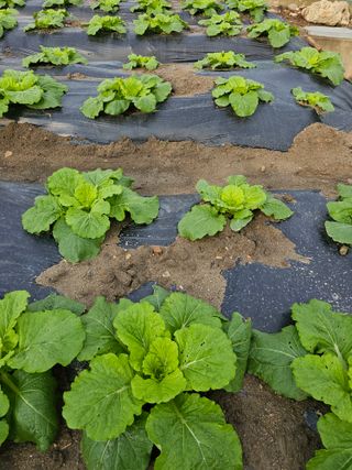 뿌리묘목농원님의 자유주제 · 자유게시판 작성글 사진