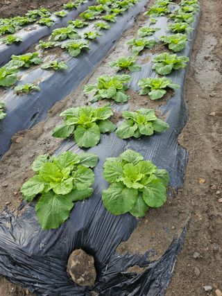 뿌리묘목농원님의 자유주제 · 자유게시판 작성글 사진