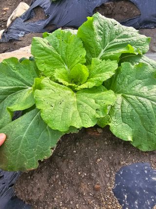 뿌리묘목농원님의 자유주제 · 자유게시판 작성글 사진