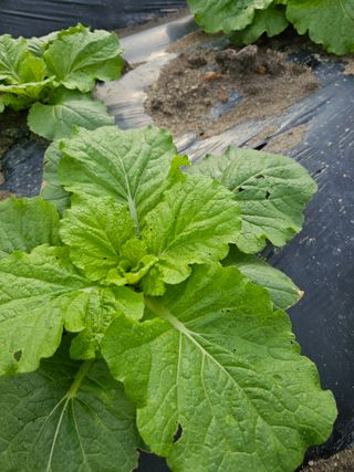 뿌리묘목농원님의 자유주제 · 자유게시판 작성글 사진