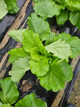 팜모닝 자유주제·자유게시판 게시글 이미지