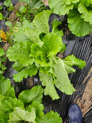 양주촌로님의 자유주제 · 자유게시판 작성글 사진