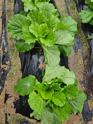 양주촌로님의 자유주제 · 자유게시판 작성글 사진