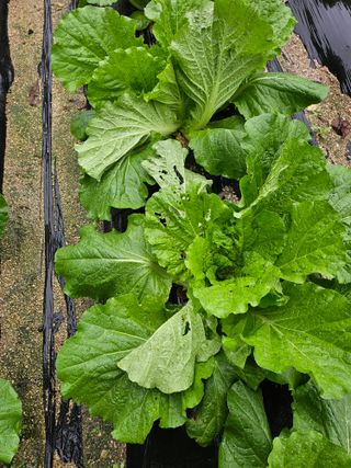 양주촌로님의 자유주제 · 자유게시판 작성글 사진