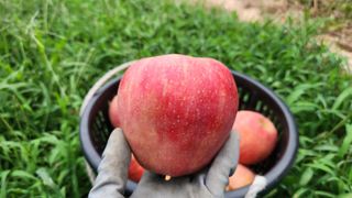 김미선님의 사과 · 영농일지 작성글 사진