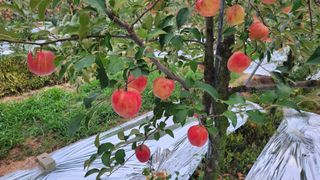 김미선님의 사과 · 영농일지 작성글 사진