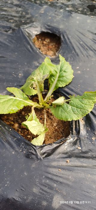 박민자 님의 배추 · 병해충상담 작성글 사진