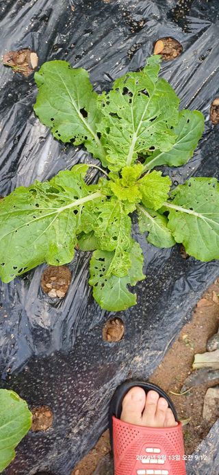 박민자 님의 배추 · 병해충상담 작성글 사진