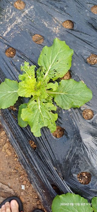 박민자 님의 배추 · 병해충상담 작성글 사진