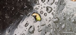 박민자 님의 배추 · 병해충상담 작성글 사진