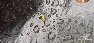 박민자 님의 배추 · 병해충상담 작성글 사진