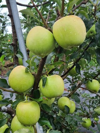 은혜농원(사과농사)님의 자유주제 · 자유게시판 작성글 사진