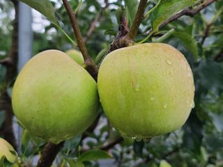 은혜농원(사과농사)님의 자유주제 · 자유게시판 작성글 사진