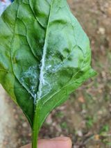 팜모닝 상추·병해충상담 게시글 이미지