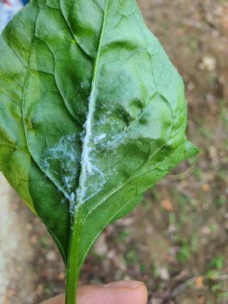 알바트로스k님의 상추 · 병해충상담 작성글 사진