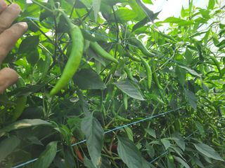 노고단님의 자유주제 · 자유게시판 작성글 사진