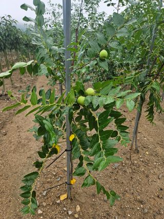 일심묘목농원님의 자유주제 · 자유게시판 작성글 사진