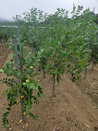 일심묘목농원님의 자유주제 · 자유게시판 작성글 사진