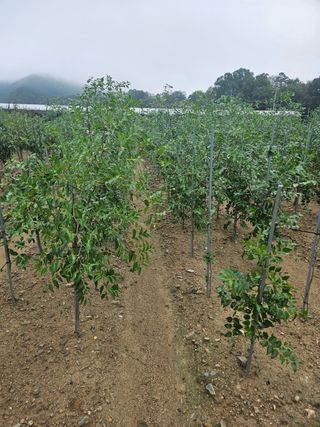 일심묘목농원님의 자유주제 · 자유게시판 작성글 사진