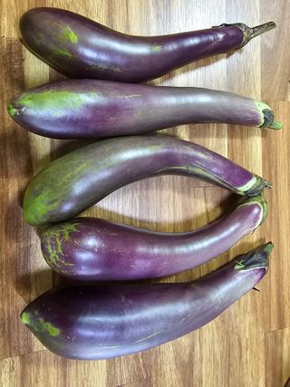 화니네농장님의 기타작물 · 영농일지 작성글 사진