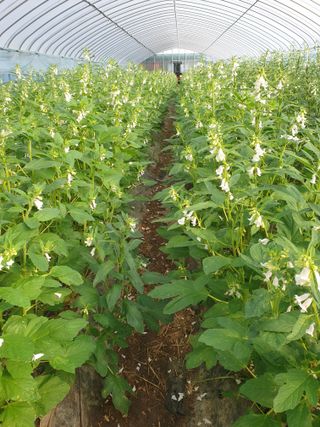 허굴산농장님의 자유주제 · 자유게시판 작성글 사진