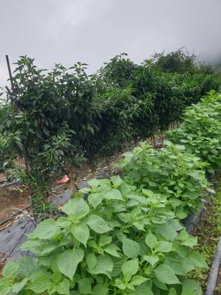 허굴산농장님의 자유주제 · 자유게시판 작성글 사진