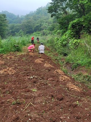 이름유순옥님의 자두 · 자유게시판 작성글 사진