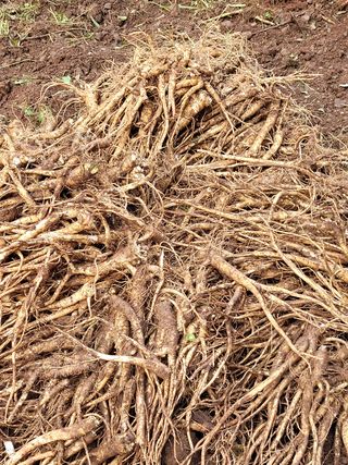 이름유순옥님의 자두 · 자유게시판 작성글 사진