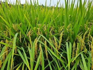 넥스젠님의 벼 · 영농일지 작성글 사진