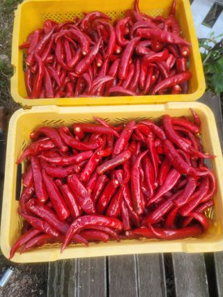 박래문님의 고추 · 영농일지 작성글 사진