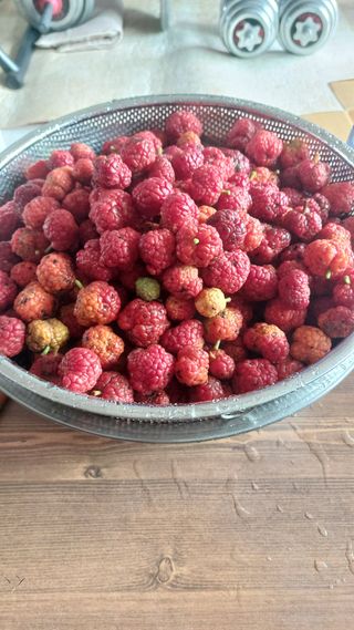 Blackbear님의 배추 · 영농일지 작성글 사진