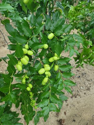 일심묘목농원님의 자유주제 · 자유게시판 작성글 사진