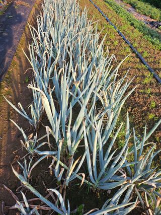 고대박님의 파 · 영농일지 작성글 사진