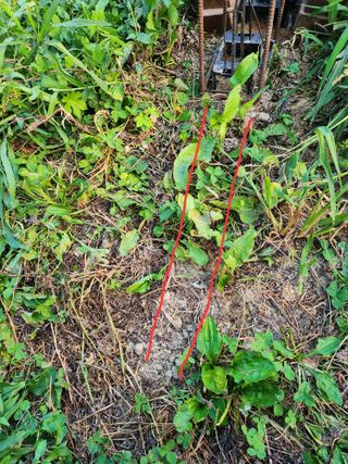 감자21426님의 유해동물 퇴치하는 비법 공유해주세요 · 참여글 작성글 사진