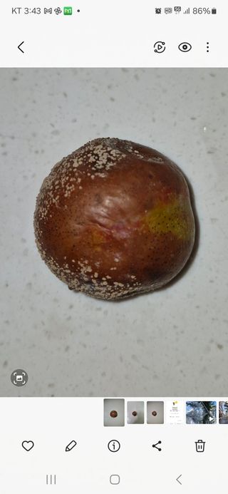 낙엽교목류21691님의 자유주제 · 자유게시판 작성글 사진